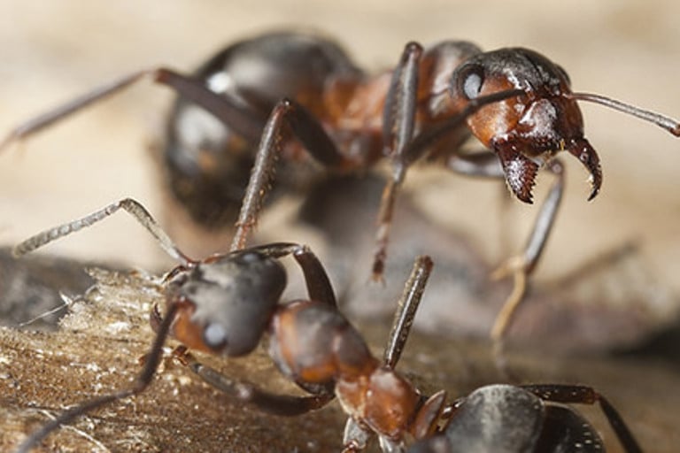 ant contro Tierra Verde